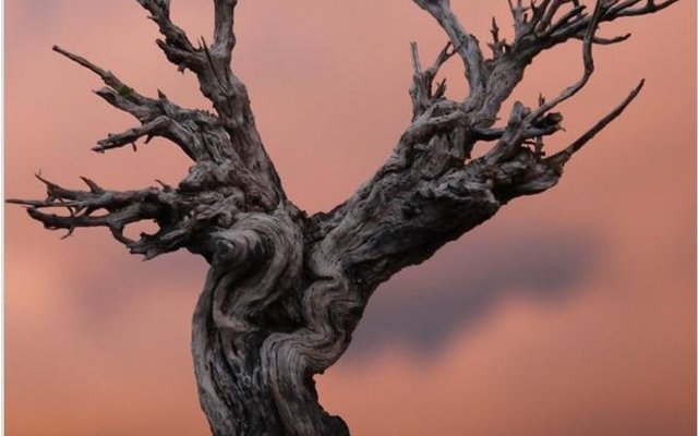 Foto: Tracy van der Linde